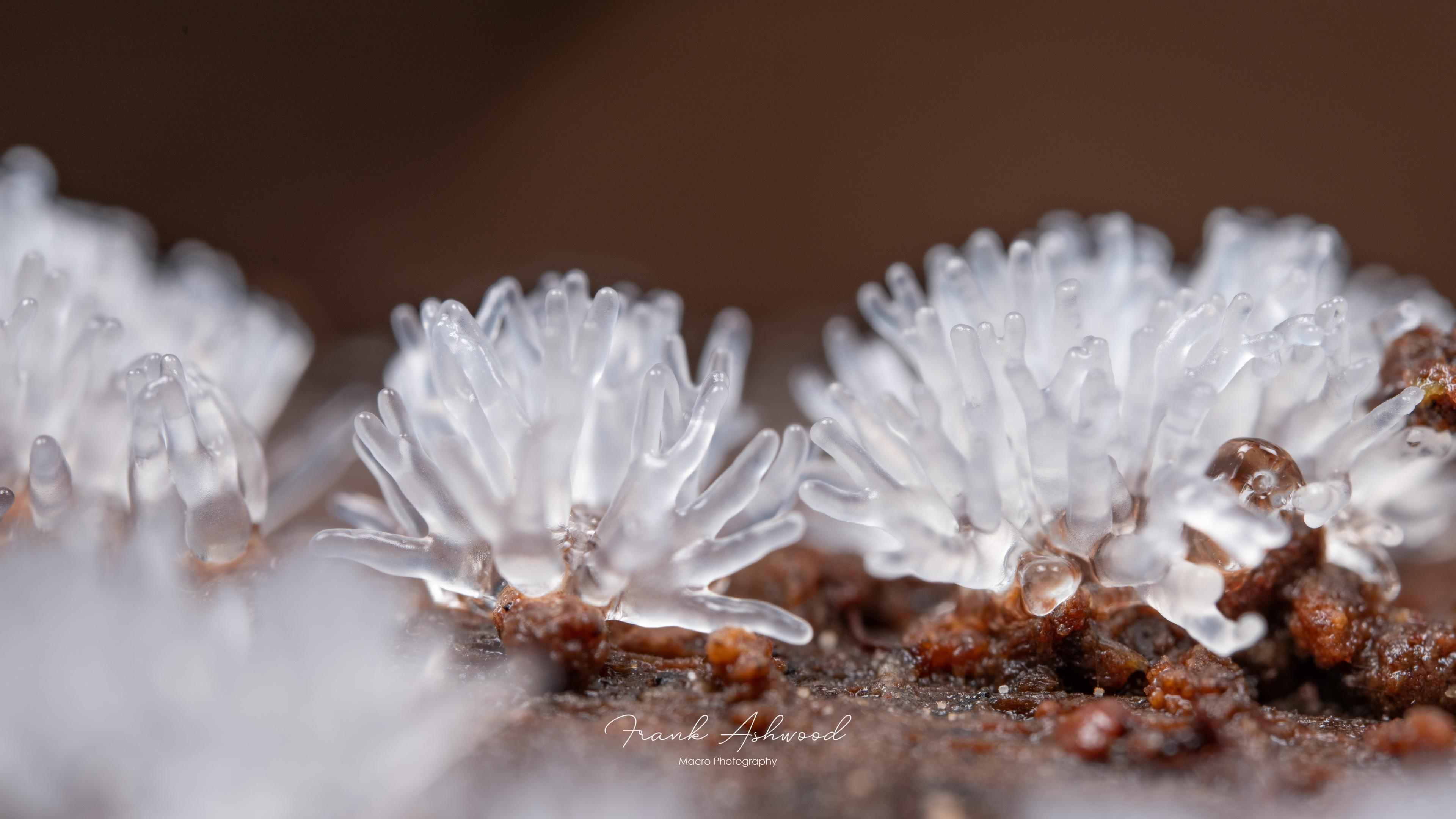 A photograph of several branching white slime molds, radiating upwards from the surface of a decaying log. The slime molds are semi-transparent, and closely resemble marine corals.