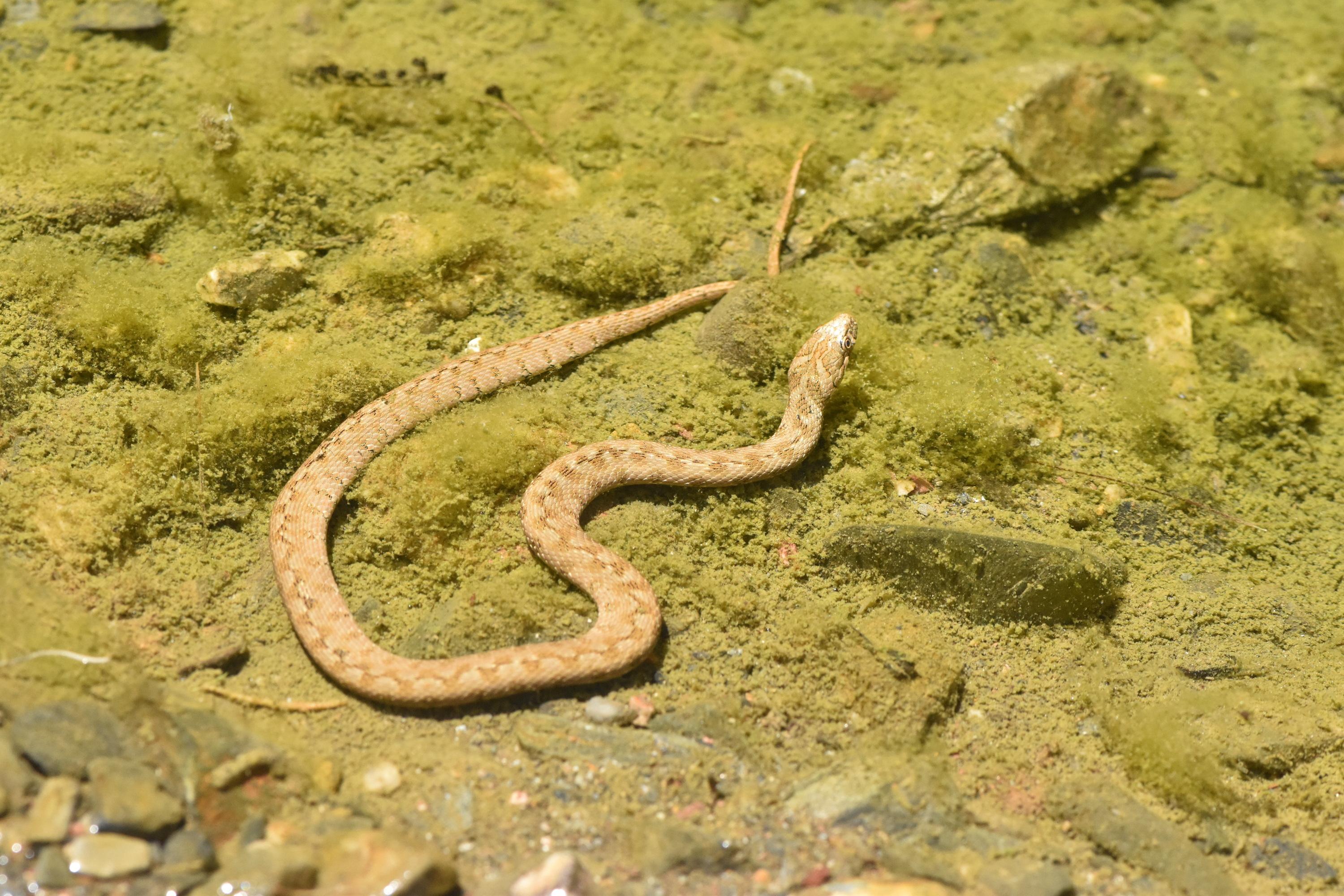 A light brown snake with a zigzag pattern on its back. The zigzag is dark brown to black. 
The snake appears young.

The snake is sunning while lying in a shallow pool of water. The water is clear. There are algae and rocks in the pool as well.