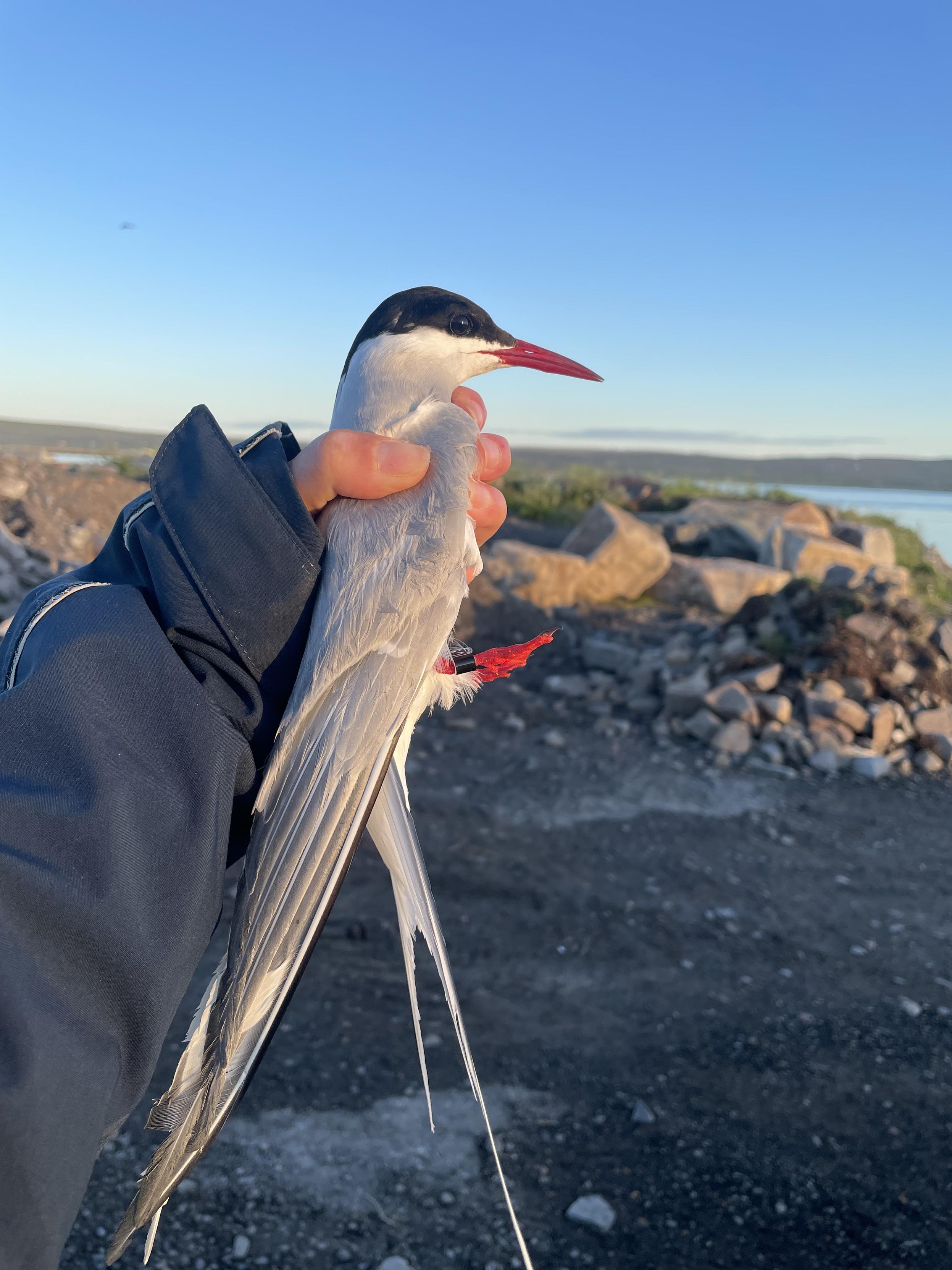An arctic tern in my hands, gravel next to the sea in the background. The tern is a small bird with long gray wings and a longer white tail, a black head, bright red short feet, and a deep red sharp beak.