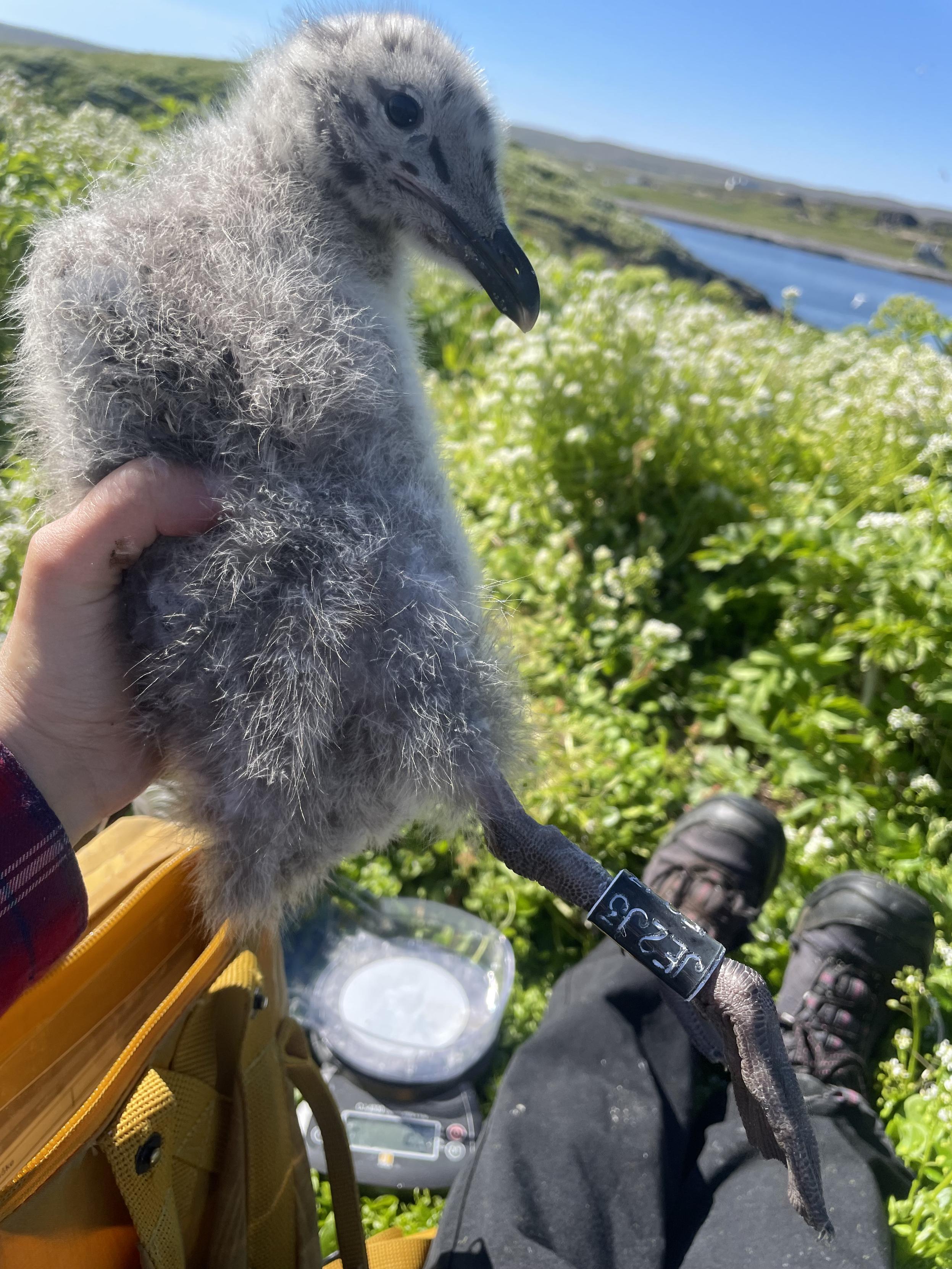 A fluffy gull chick in my hands, it has a beige color, black beak with a pink tip, black spots on the head, and is wearing a metal ring and plastic ring on the feet. Bushes, sea, and land in the background.