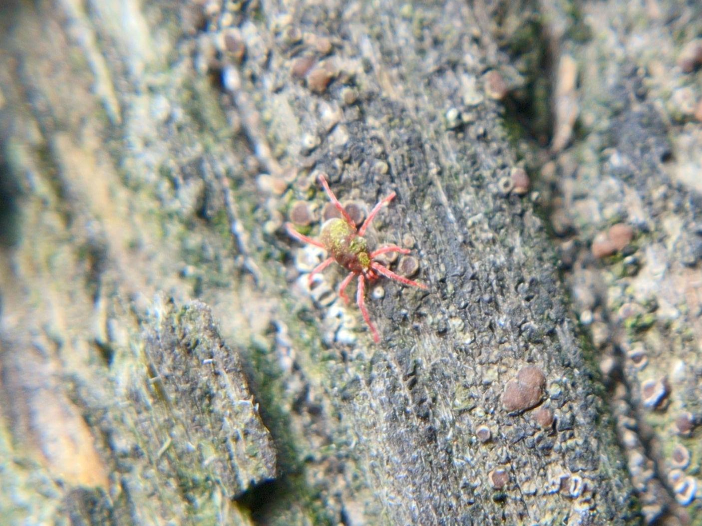 A red mite with long legs, encrusted with yellowish-green stuff, on worn lichen-spotted wood.
