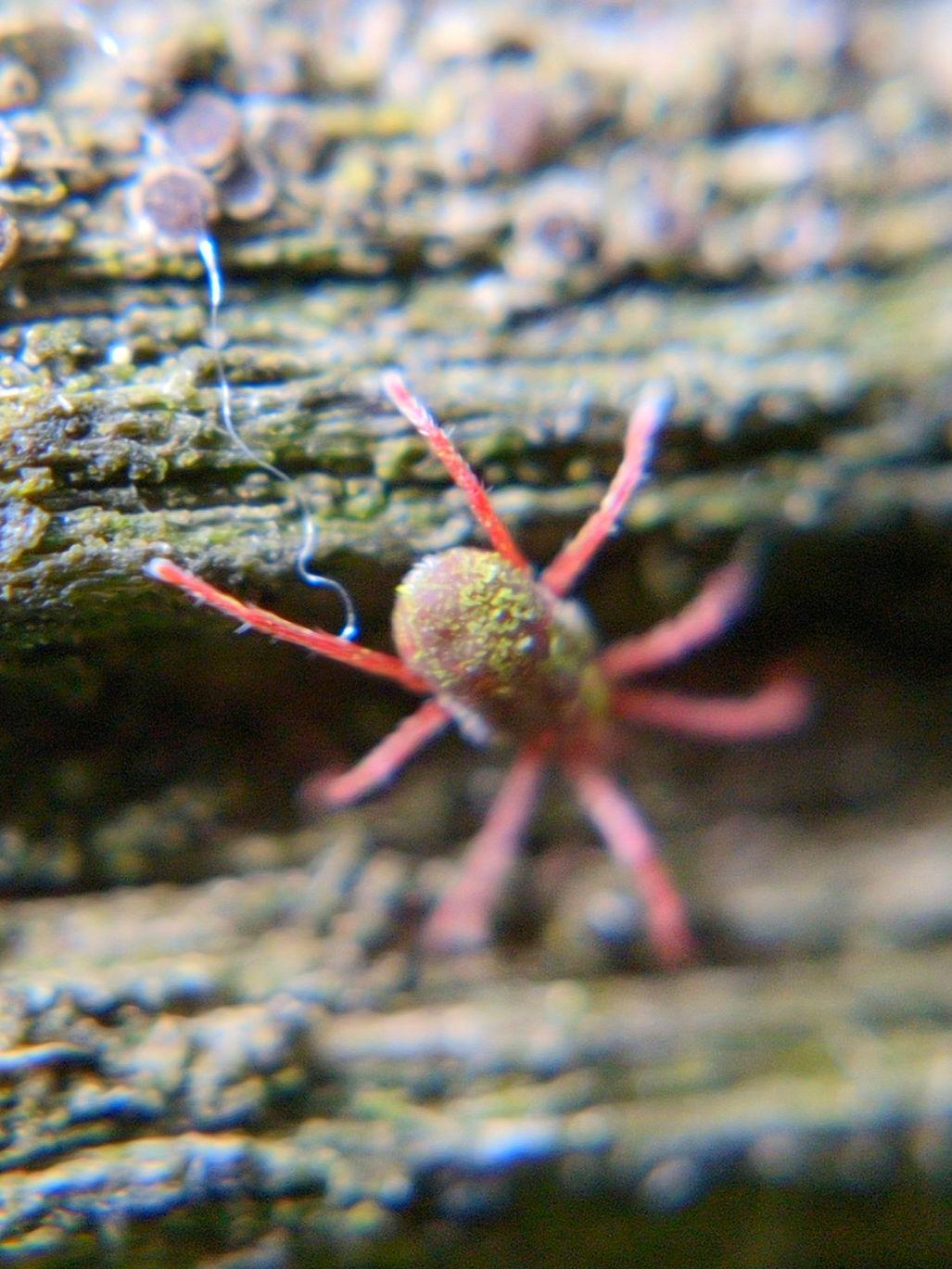Close-up of the mite's butt and the vaguely lichen-like green traces on it.
