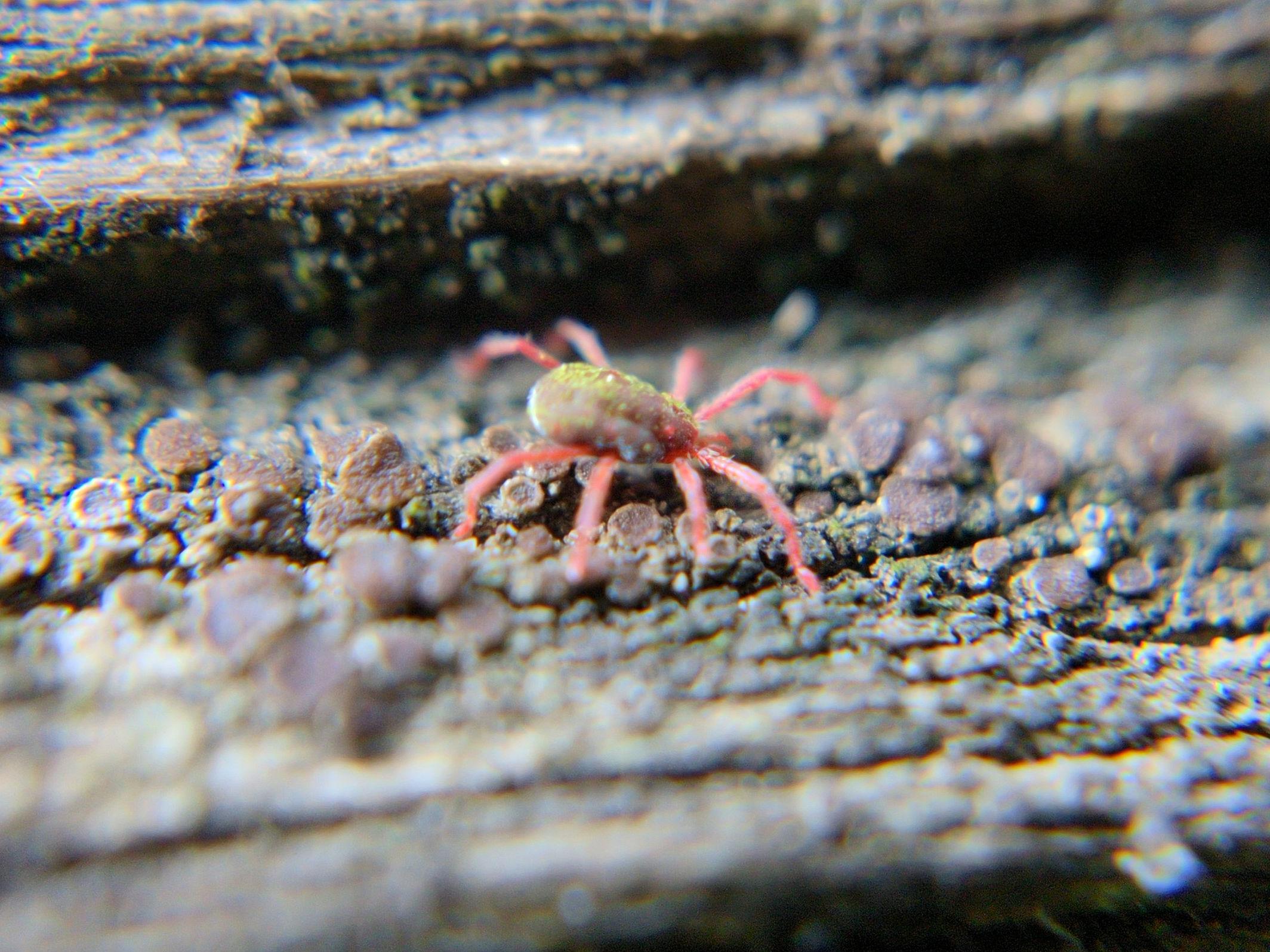 A side view of the mite, showing the thin, irregular layer of green specks or crumbs.