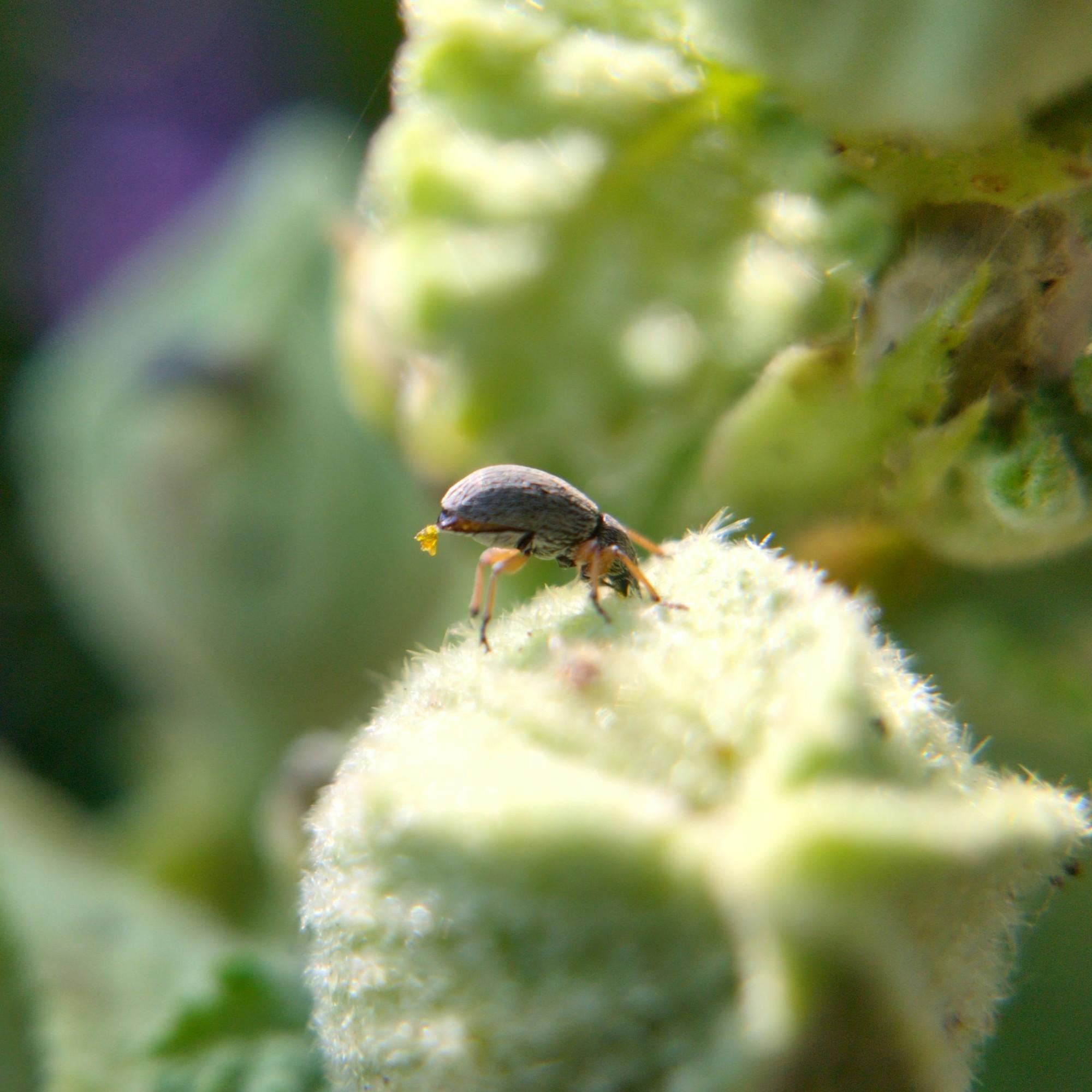 A hollyhock weevil, a small somewhat pear-shaped grey beetle with yellow legs, buries her face in a fuzzy light green hollyhock bud. She is also pooping at the same time. Very efficient.
