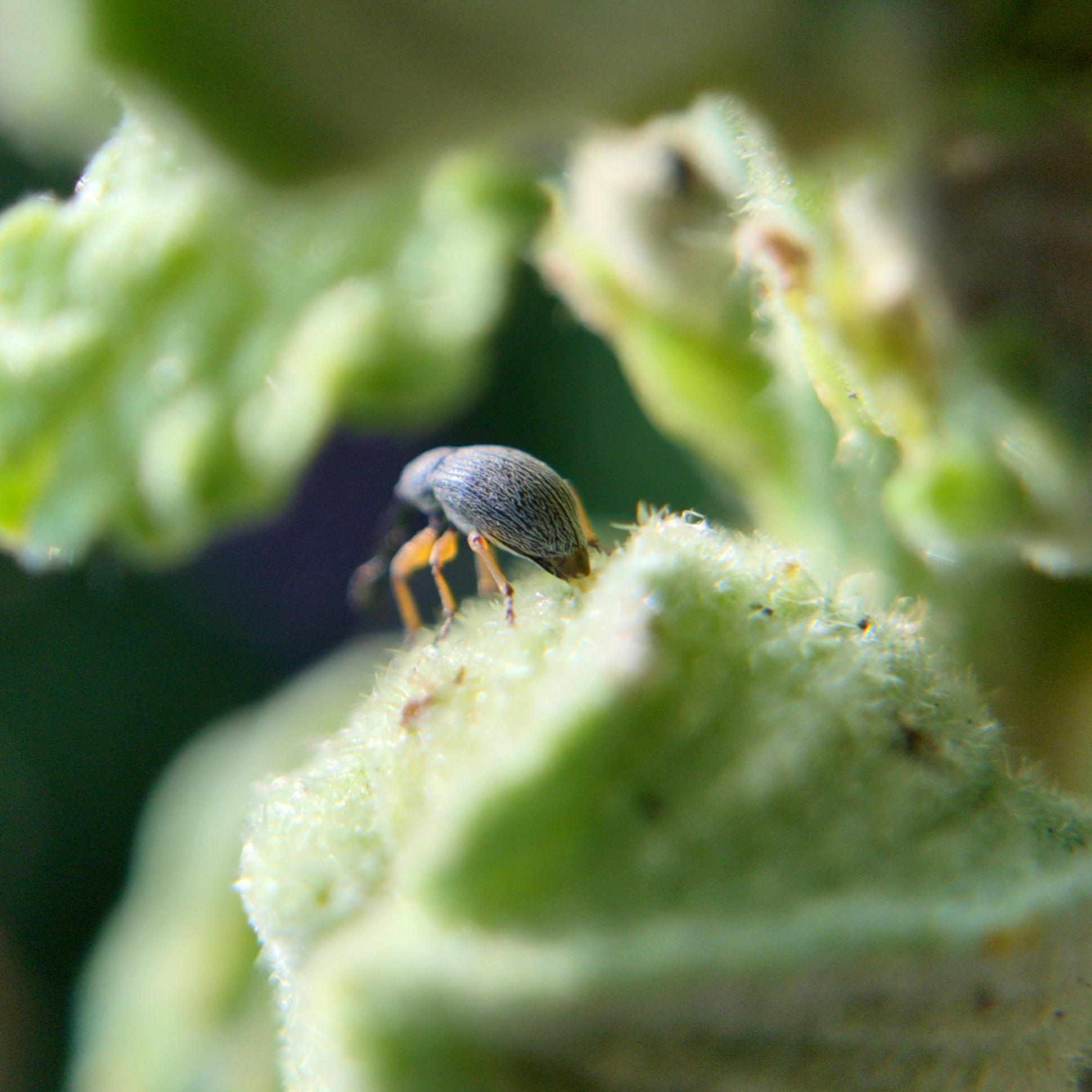 A rear view, where you can see the pale yellowish ovipositor.