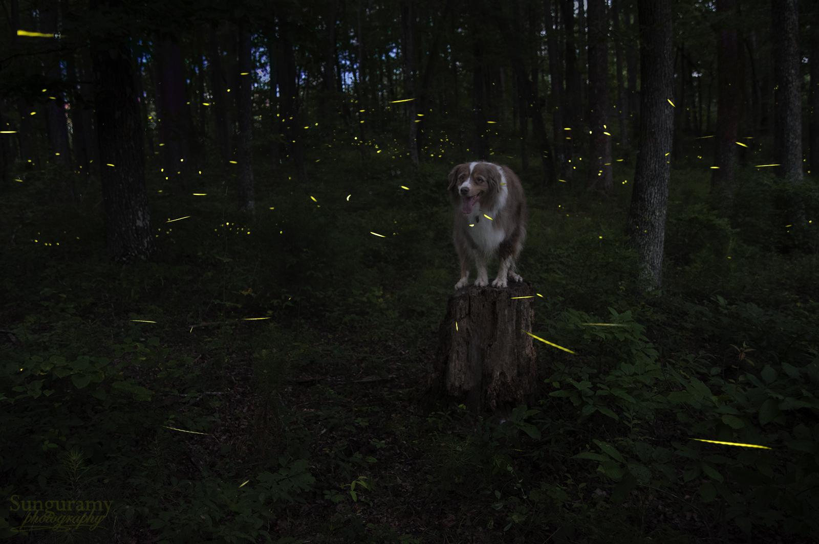 A brown and white aussie sits on a stump in the woods, surrounded by yellow glow of fireflies, dots in the distance, and where closer to the camera, streaks of yellow light. Some sky is seen in the background through the thick canopy, just spots of reds/oranges/blues of the sunset.
