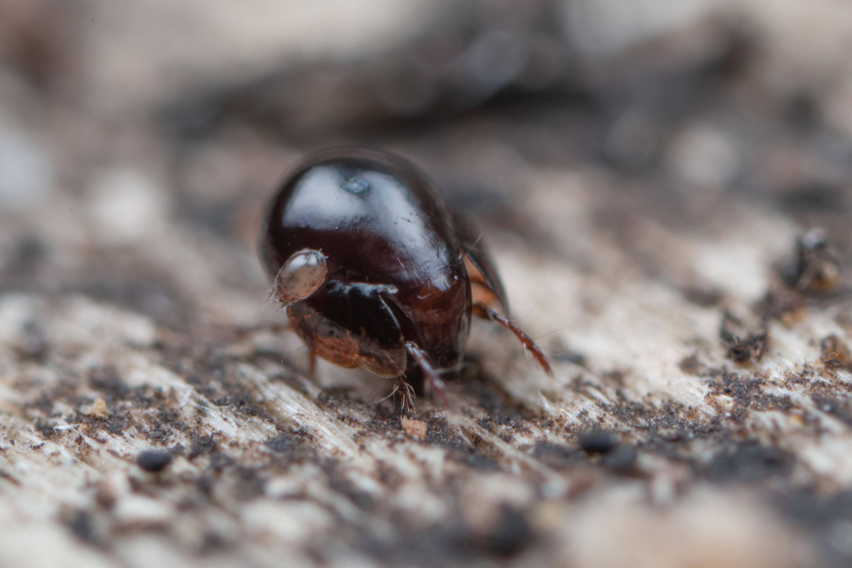 A photograph of a round, hard-bodied mite with wing-like flaps on its sides, crawling on the surface of a decaying log. Stuck onto the mite's body is another, smaller, plate-shaped mite.