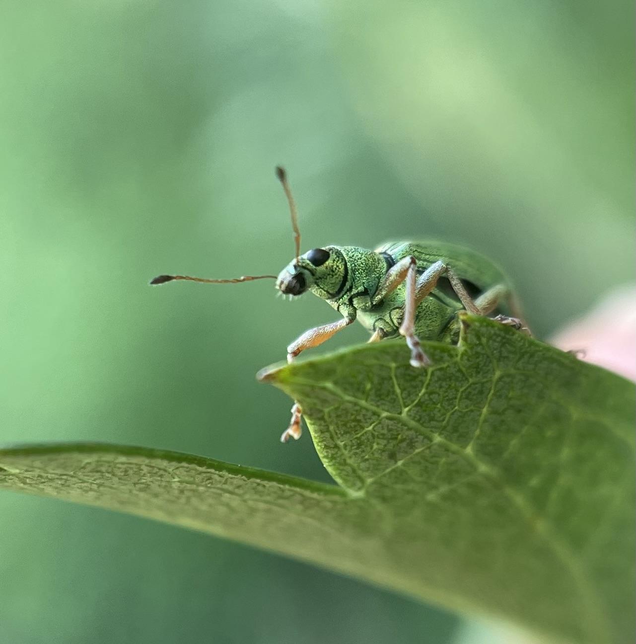 A metalic bright green weevil with a stubby snoot is peering down at you from the leaf it’s perched on. The stompers are kinda blurry but they’re still big and cute, antennae raised in the air and there’s a little whiskers beard at the end of the snoot
