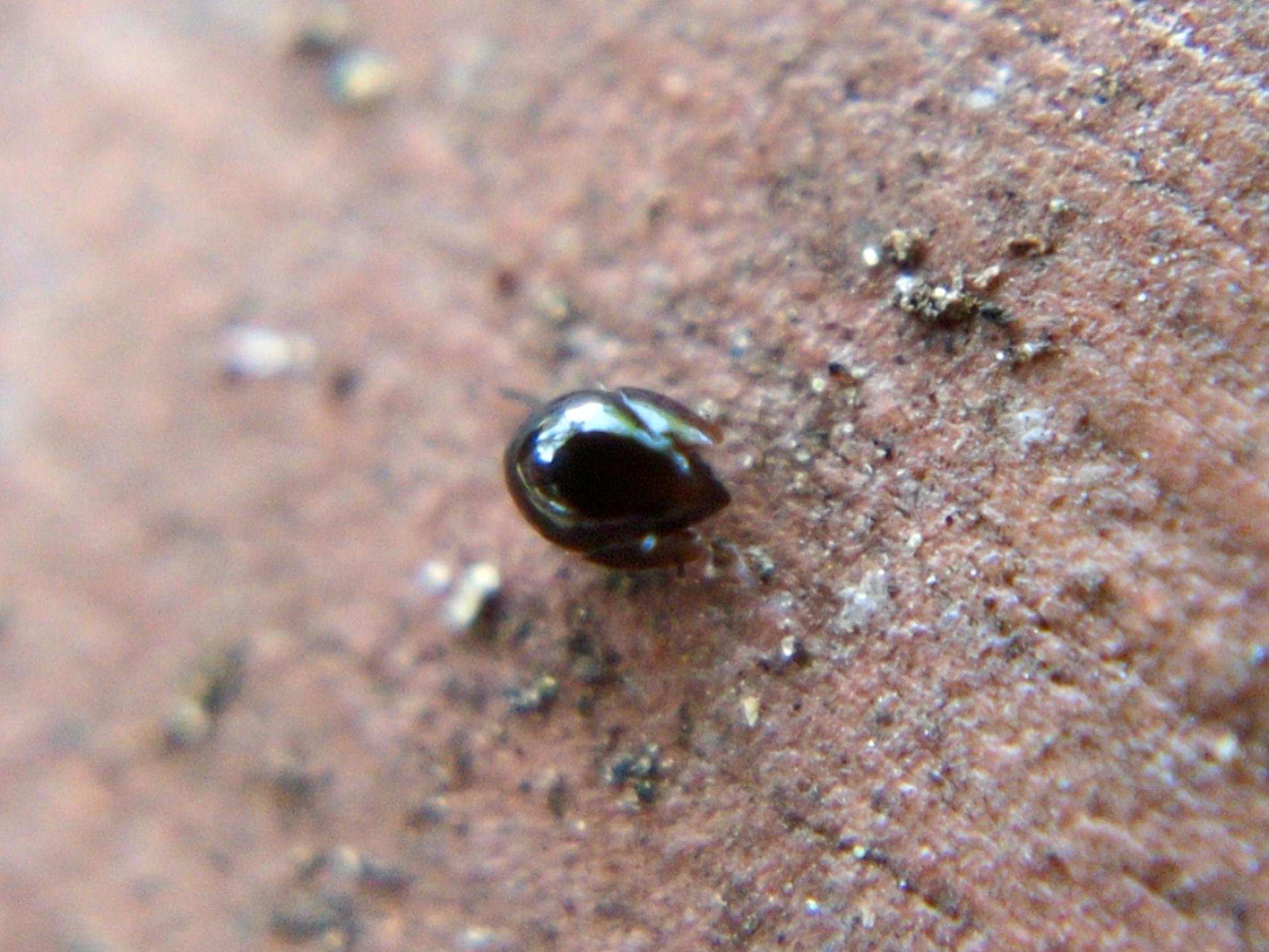 A small, round, shiny dark brown mite on the flat underside of a wood chip. It is spherical and teardrop-shaped, with two plates curving around its sides.