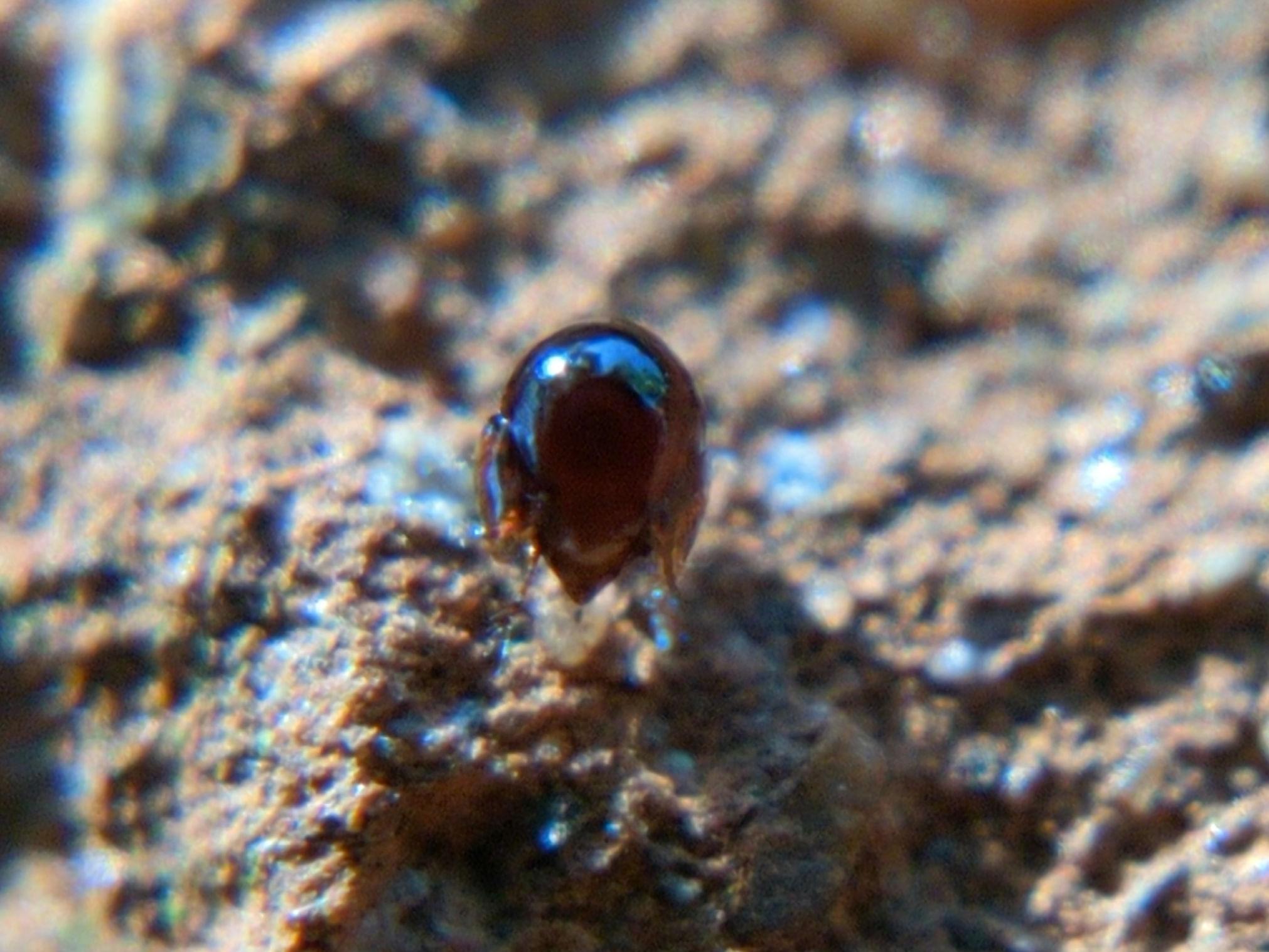Another oribatid of the same sort on a rock, lit by sun. The sun makes its armoured shell look a bit like tortoiseshell. You can see blue sky and foliage in the reflection. Its short spindly legs poke out from under the carapace.
