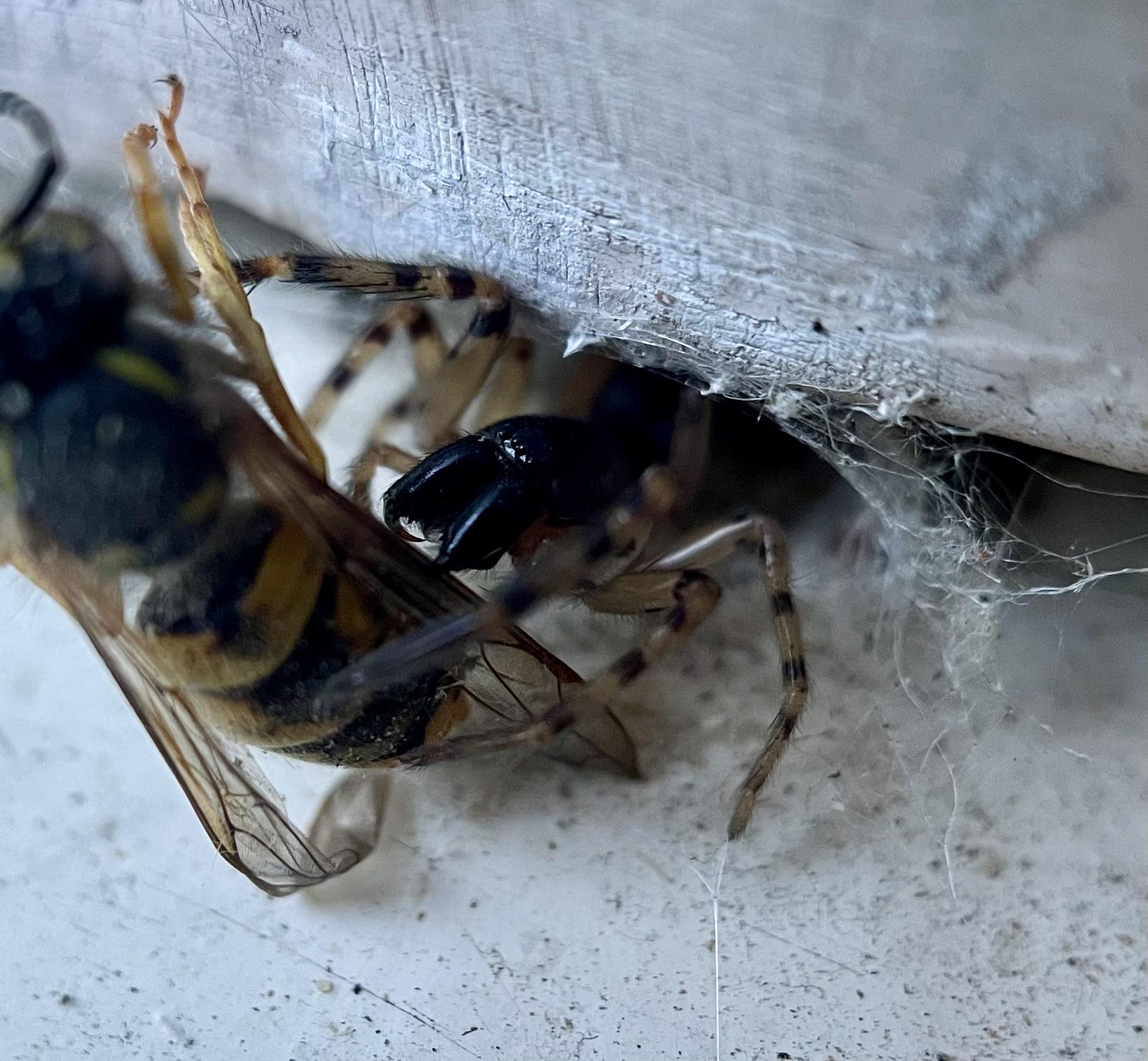 A tunnel web spider half out of its tunnel holding a dead wasp. It has large black chelicerae shiny under the light, the fangs are tucked underneath curved and sharp and its eyes have caught just enough light to count 4 shiny black eyes