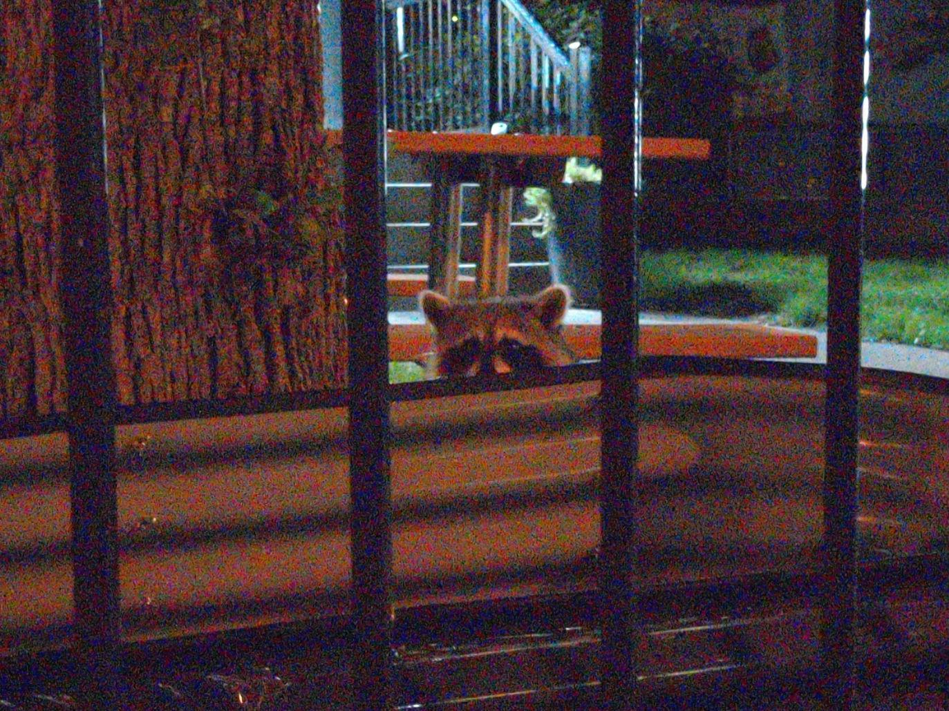 A curious raccoon pokes its head above the edge of an empty corrugated metal garden bed by a tree. The brightly lit entrance of an apartment building is in the background.