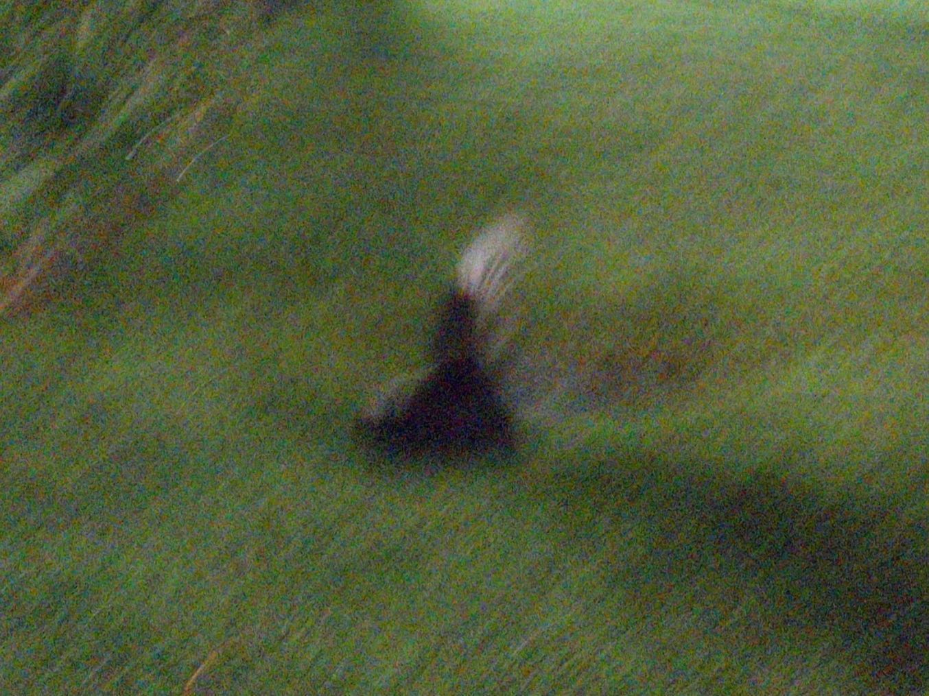 A very blurry photo of a medium-sized striped skunk with its tail up. We surprised each other but quickly went our own ways.