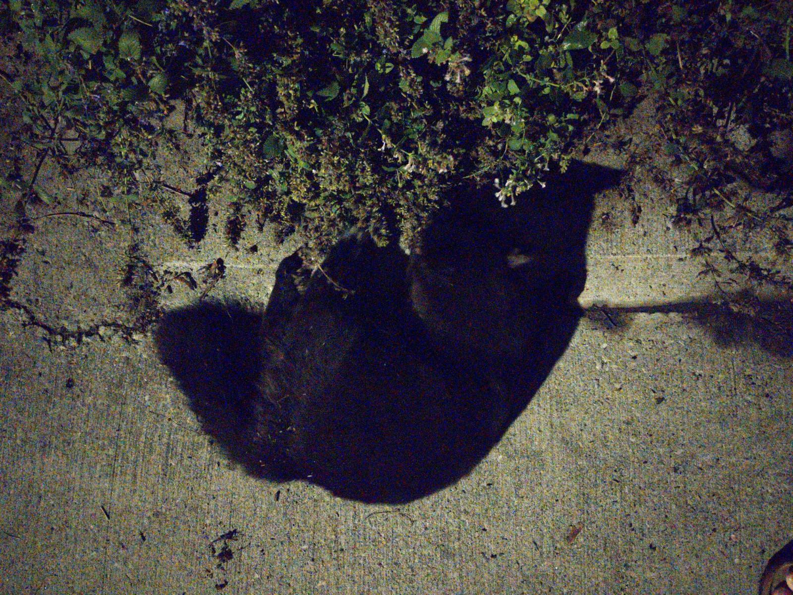 A fluffy black cat sprawled on a sidewalk next to a mass of catmint, tail flicking idly.