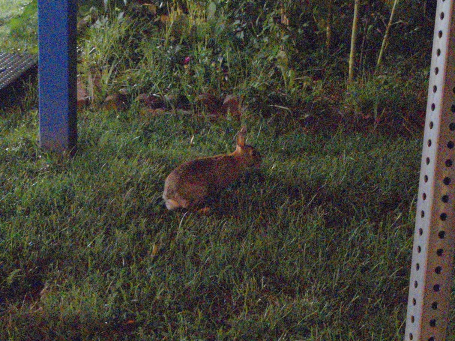 A brown cottontail rabbit on lawn next to a community garden.